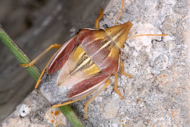 Pentatomidae: Aelia cf germari e A.acuminata a confronto